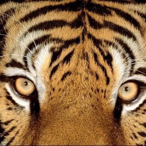 Meet your Posher, Vince